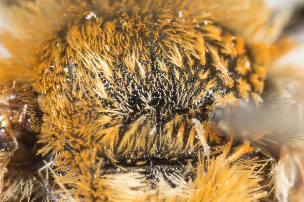 Andrena limata Smith, 1853