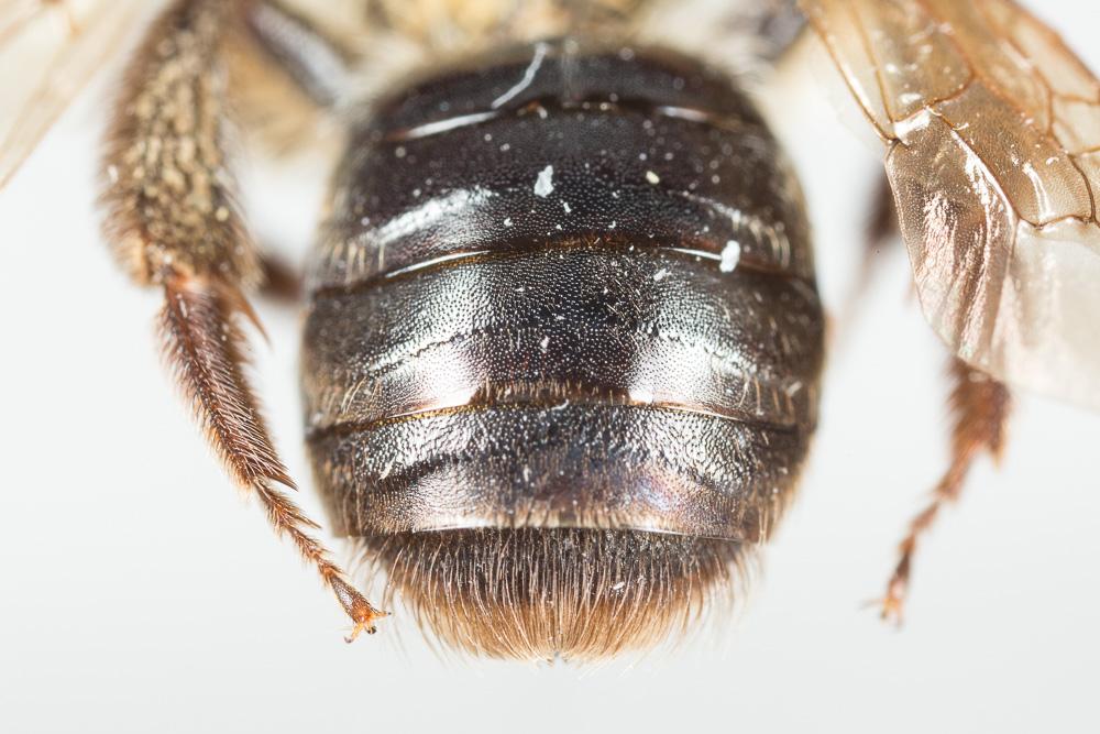  Andrena limata Smith, 1853