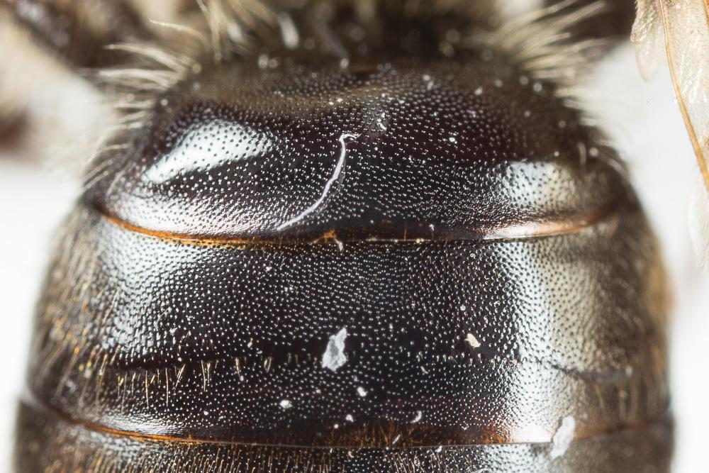 Andrena limata Smith, 1853