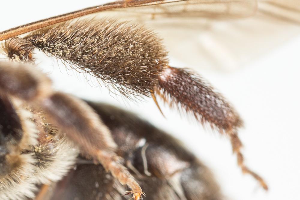 Andrena limata Smith, 1853