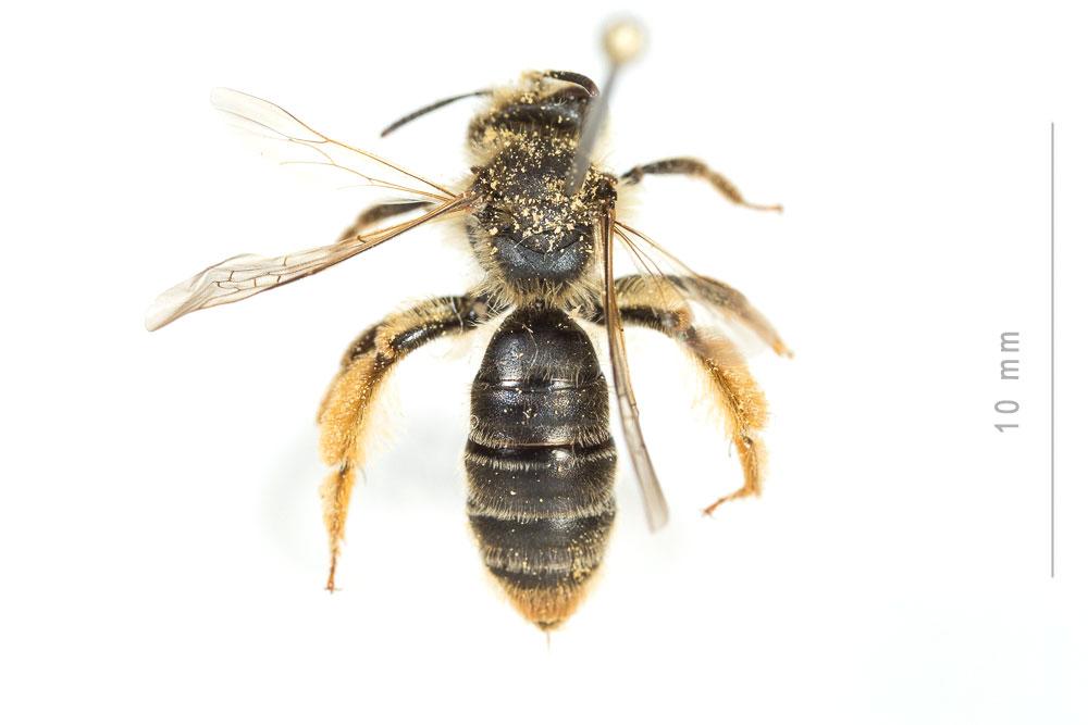 Andrena livens Pérez, 1895