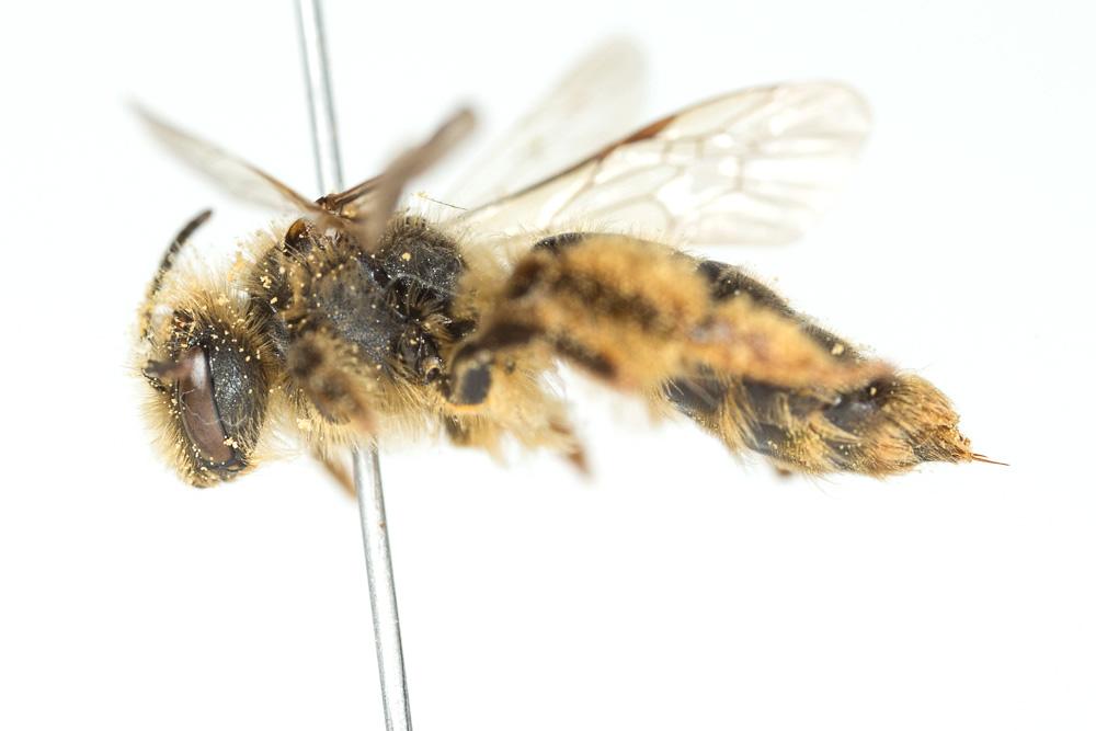  Andrena livens Pérez, 1895