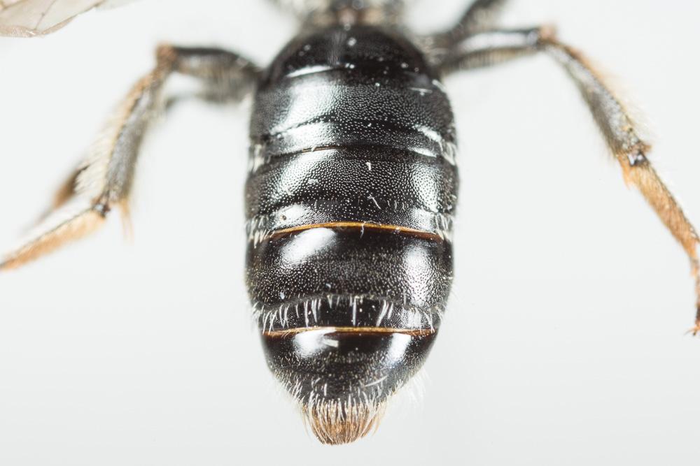 Andrena nana (Kirby, 1802)