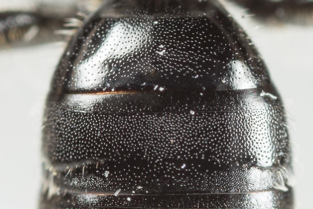  Andrena nana (Kirby, 1802)