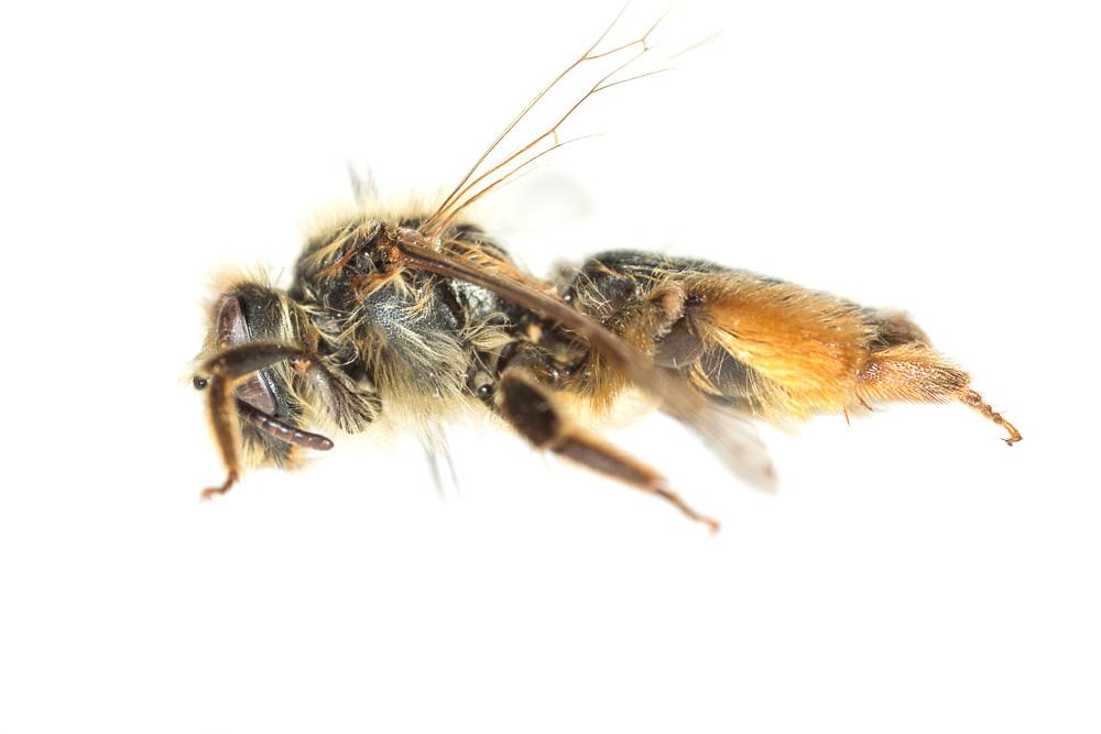 Andrena nigroolivacea Dours, 1873