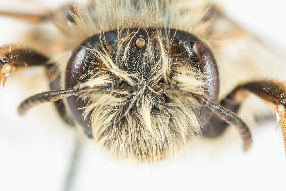 Andrena nigroolivacea Dours, 1873