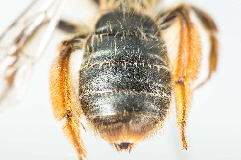  Andrena nigroolivacea Dours, 1873