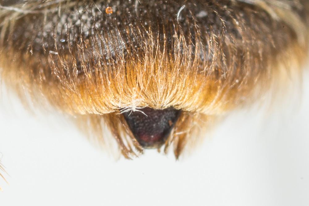 Andrena nigroolivacea Dours, 1873