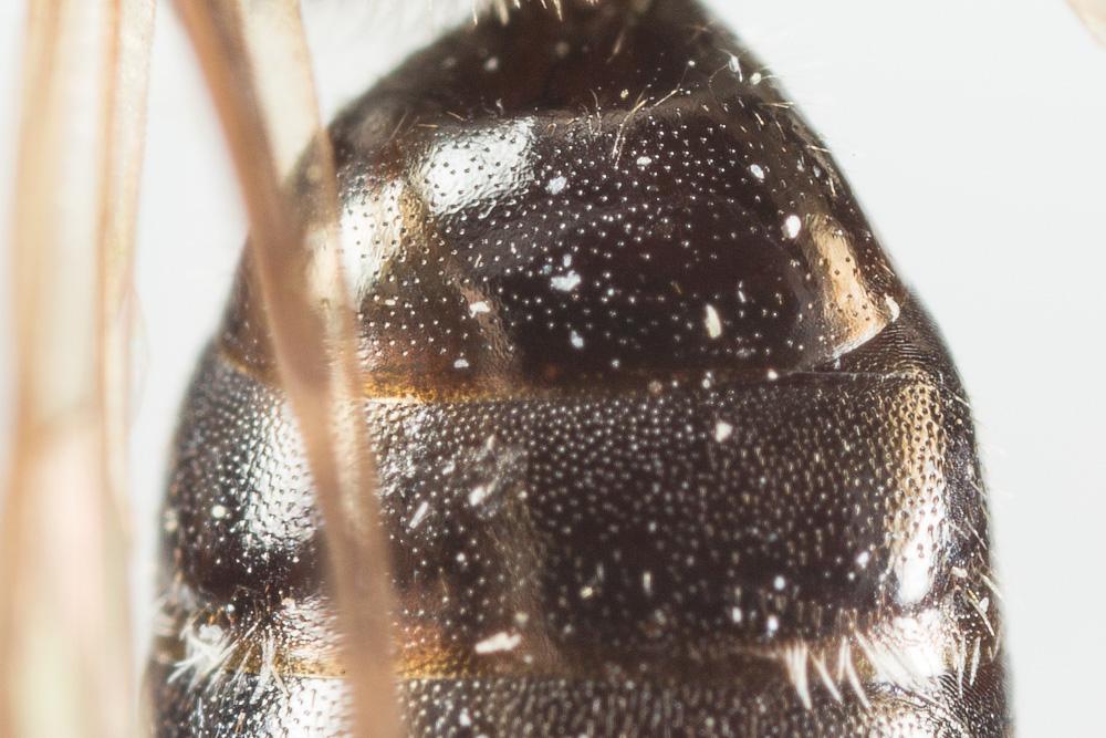 Andrena nitidiuscula Schenck, 1853