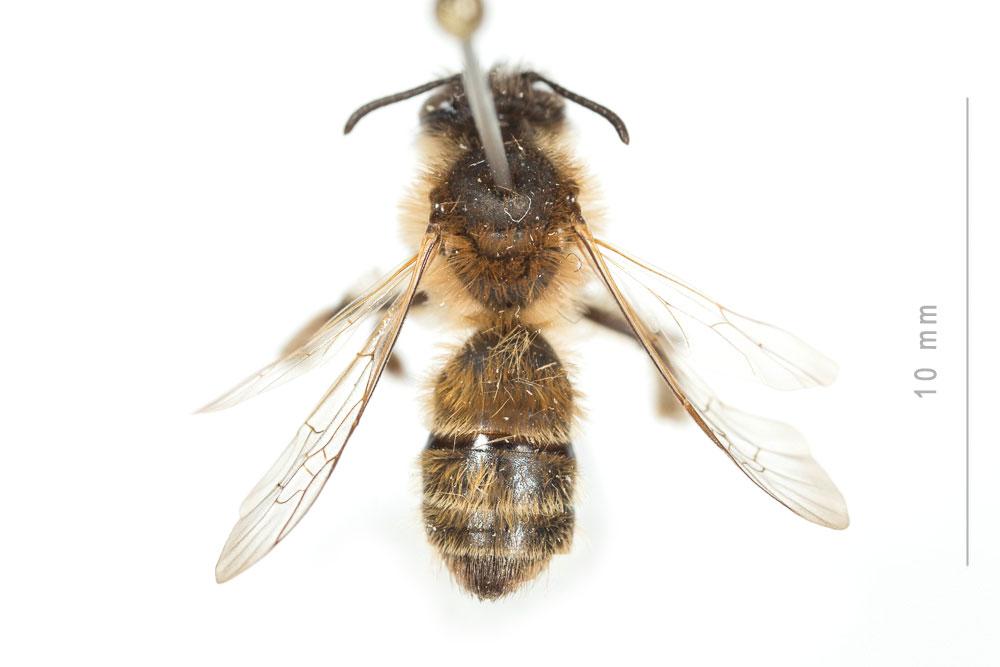  Andrena praecox (Scopoli, 1763)