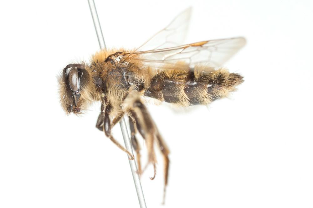 Andrena praecox (Scopoli, 1763)
