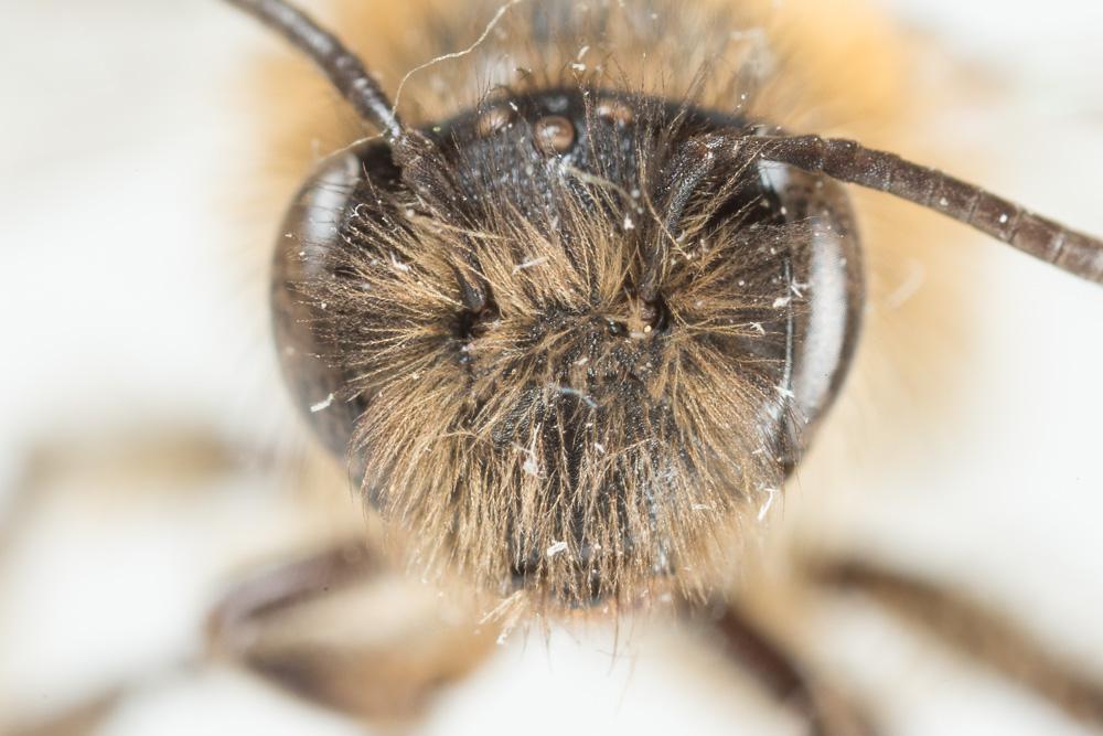 Andrena praecox (Scopoli, 1763)
