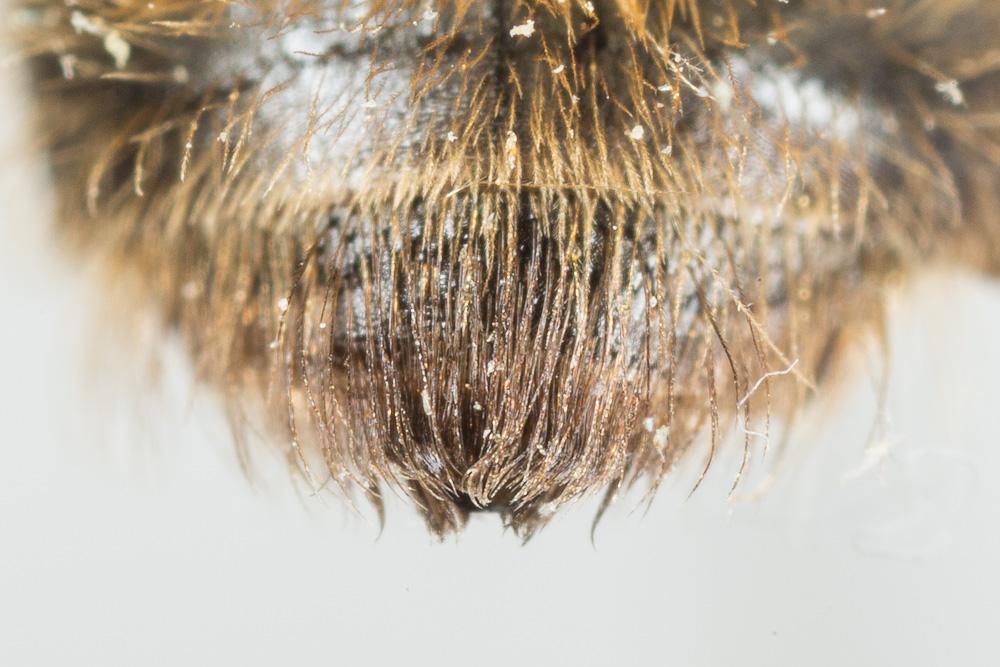 Andrena praecox (Scopoli, 1763)