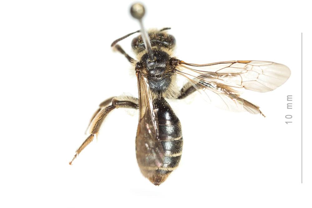 Andrena ranunculi Schmiedeknecht, 1883