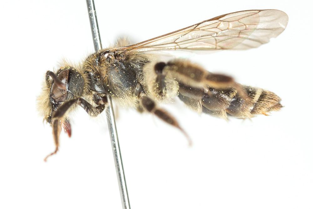 Andrena ranunculi Schmiedeknecht, 1883