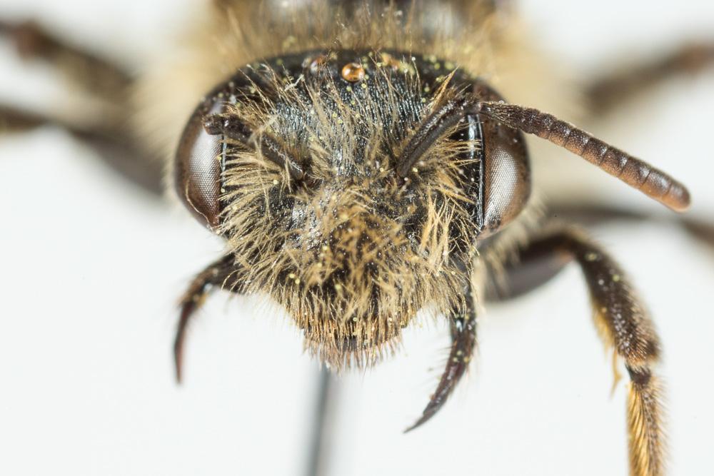  Andrena ranunculi Schmiedeknecht, 1883