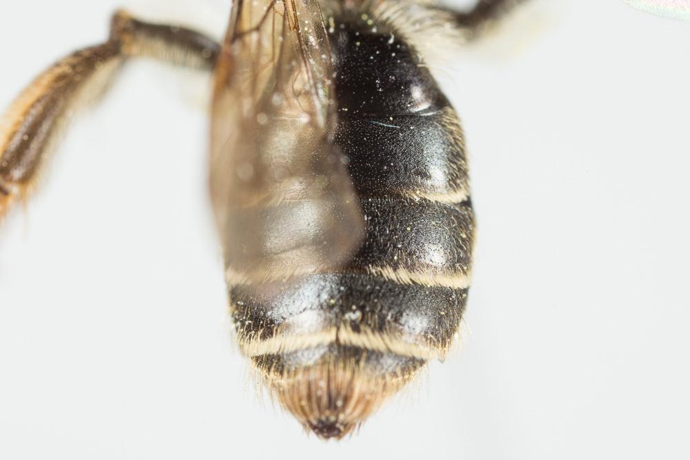  Andrena ranunculi Schmiedeknecht, 1883