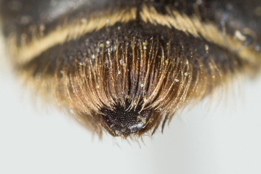  Andrena ranunculi Schmiedeknecht, 1883