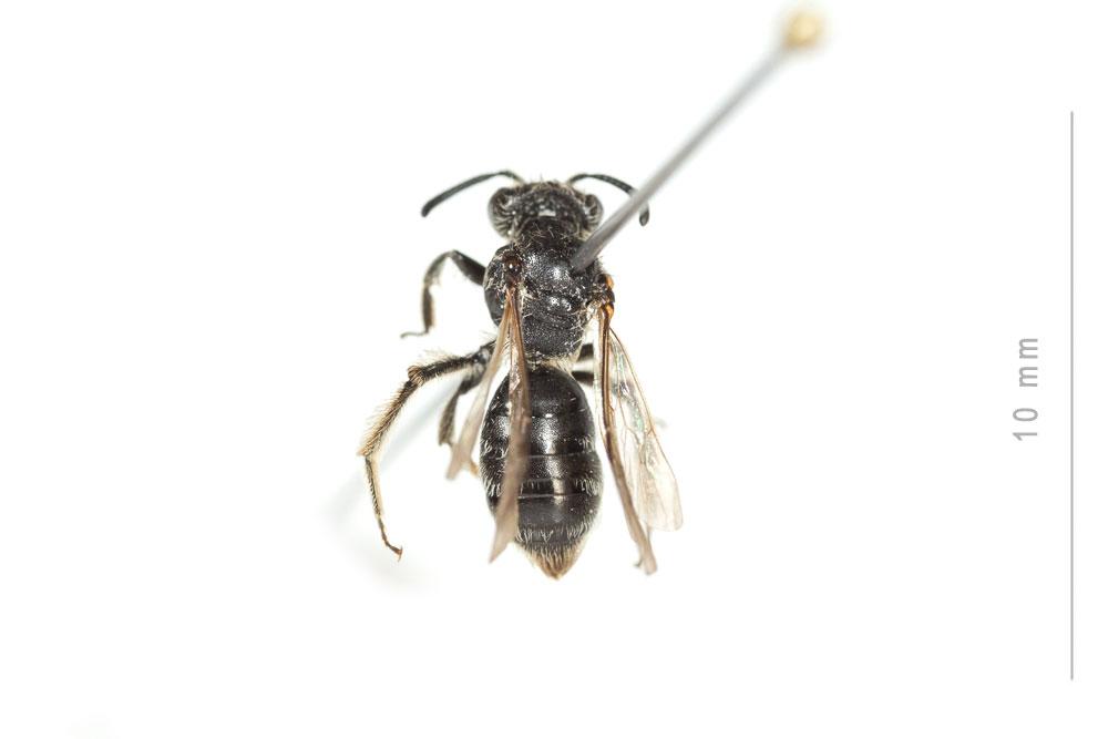 Andrena semilaevis Pérez, 1903