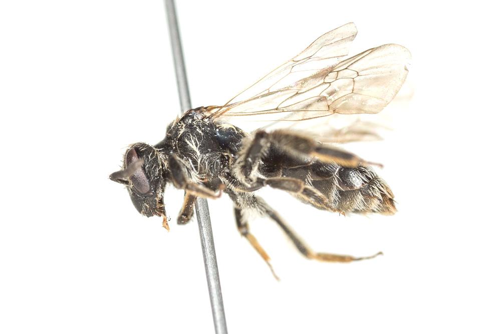 Andrena semilaevis Pérez, 1903