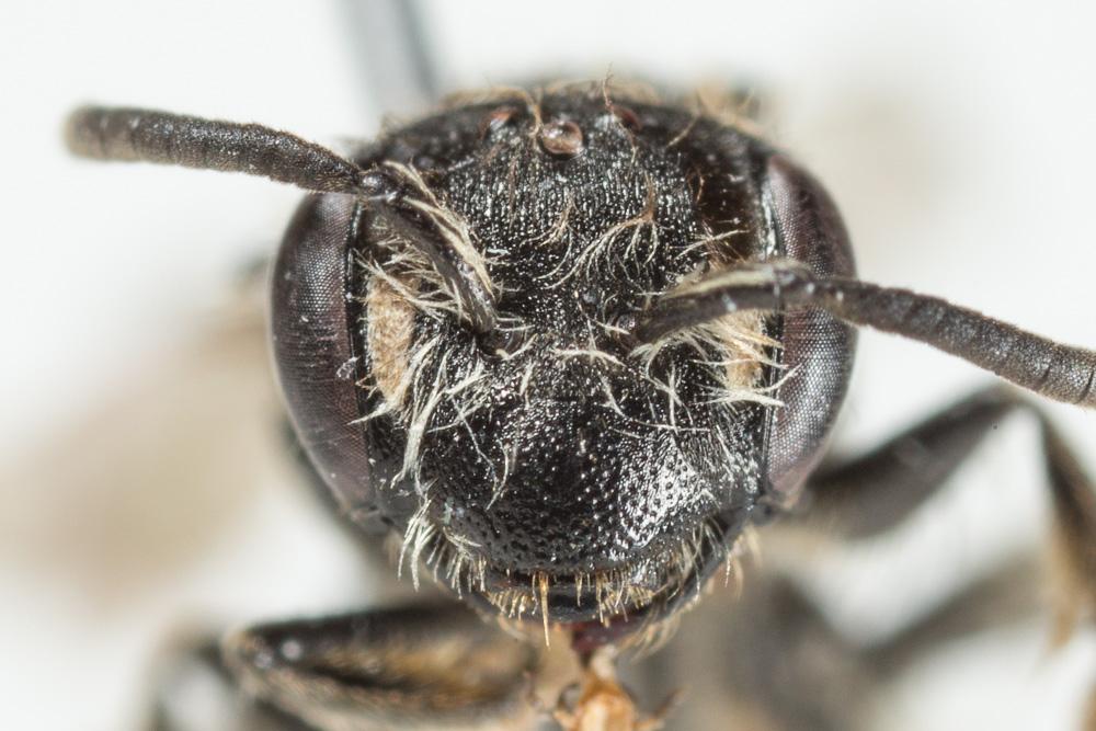  Andrena semilaevis Pérez, 1903