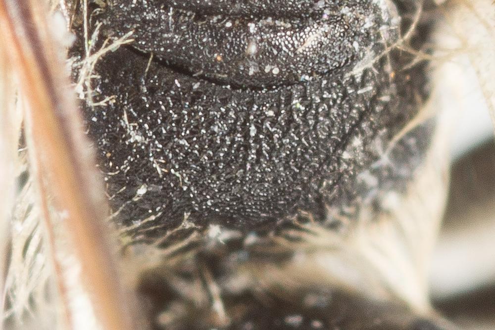 Andrena semilaevis Pérez, 1903