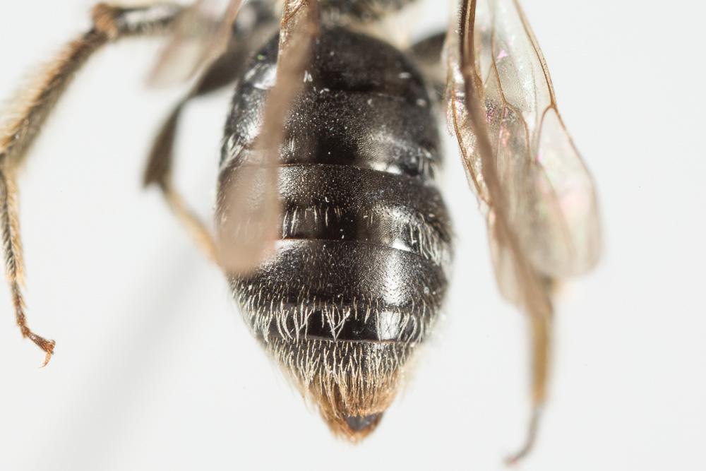 Andrena semilaevis Pérez, 1903