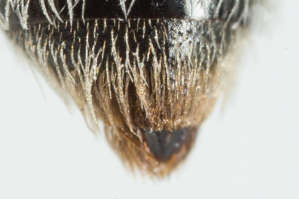  Andrena semilaevis Pérez, 1903