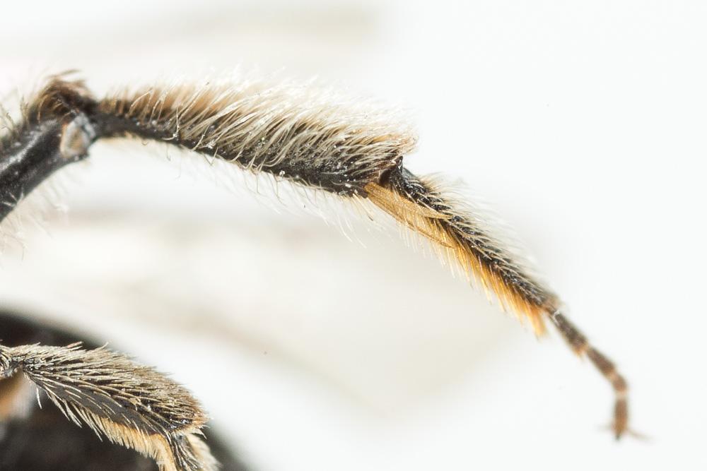 Andrena semilaevis Pérez, 1903