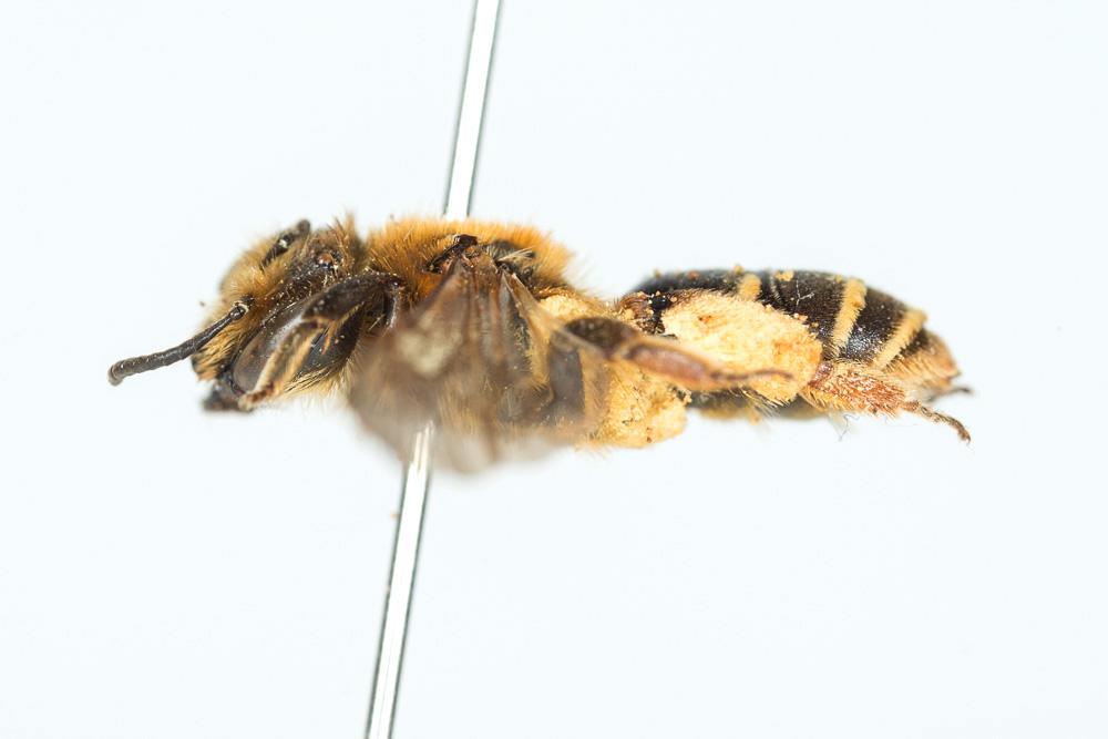 Andrena similis Smith, 1849