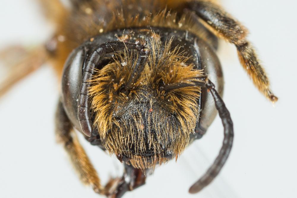 Andrena similis Smith, 1849