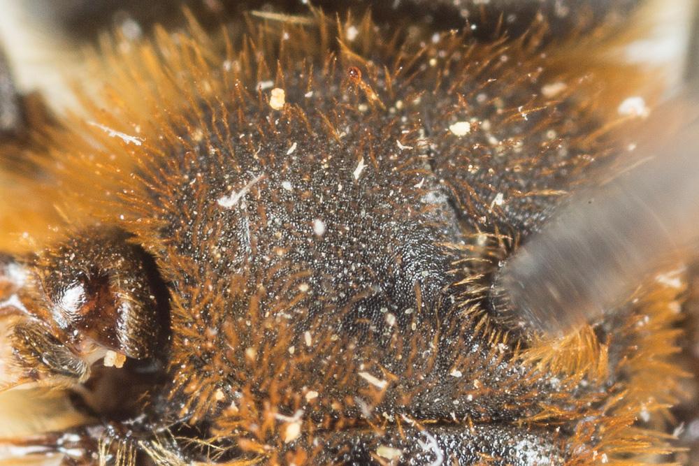 Andrena similis Smith, 1849
