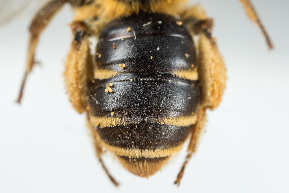 Andrena similis Smith, 1849