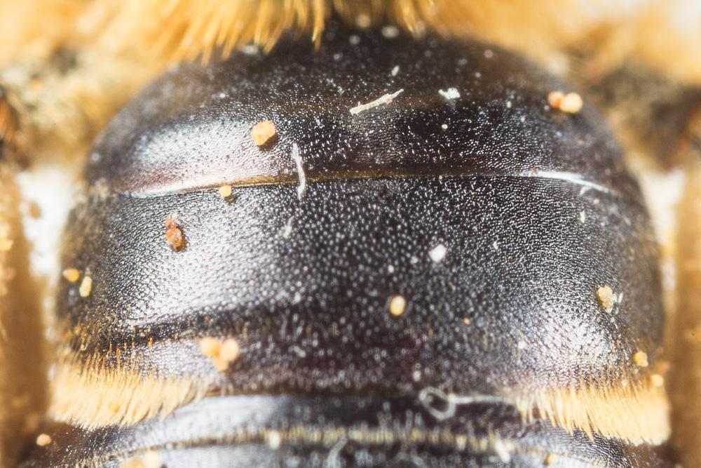 Andrena similis Smith, 1849