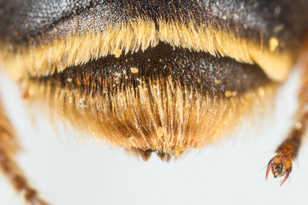 Andrena similis Smith, 1849