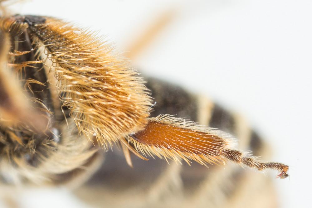 Andrena similis Smith, 1849