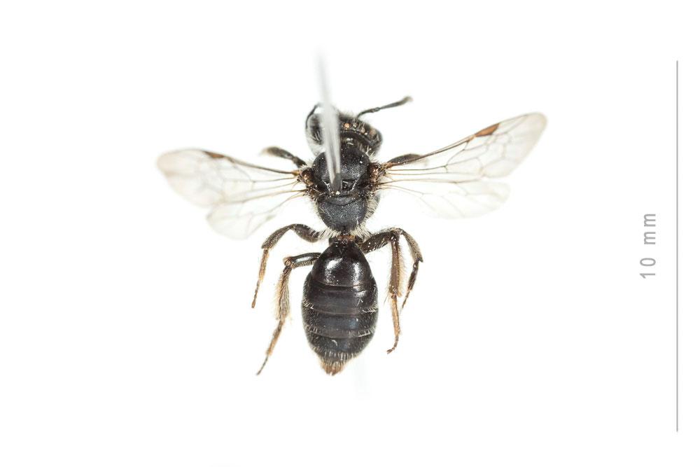 Andrena subopaca Nylander, 1848