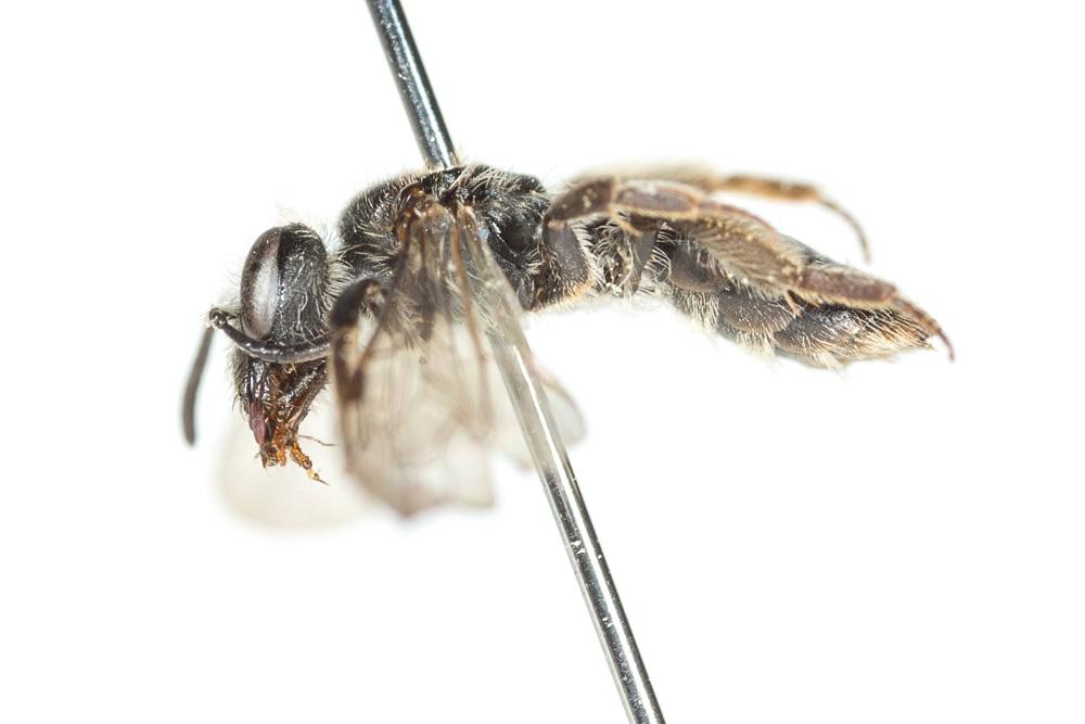  Andrena subopaca Nylander, 1848