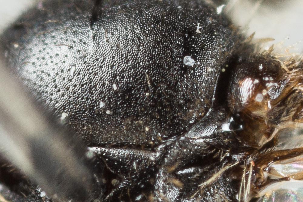 Andrena subopaca Nylander, 1848