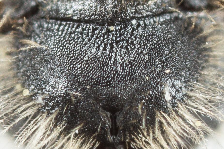 Andrena subopaca Nylander, 1848