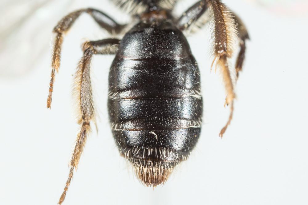 Andrena subopaca Nylander, 1848