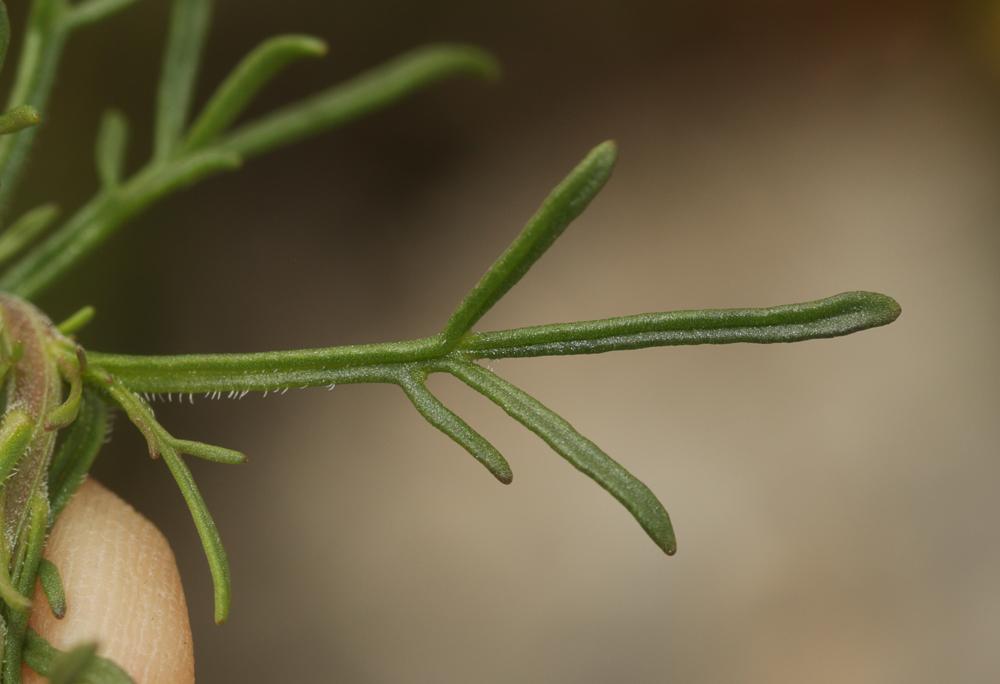 Ibéris à feuilles pennatifides Iberis pinnata L., 1755