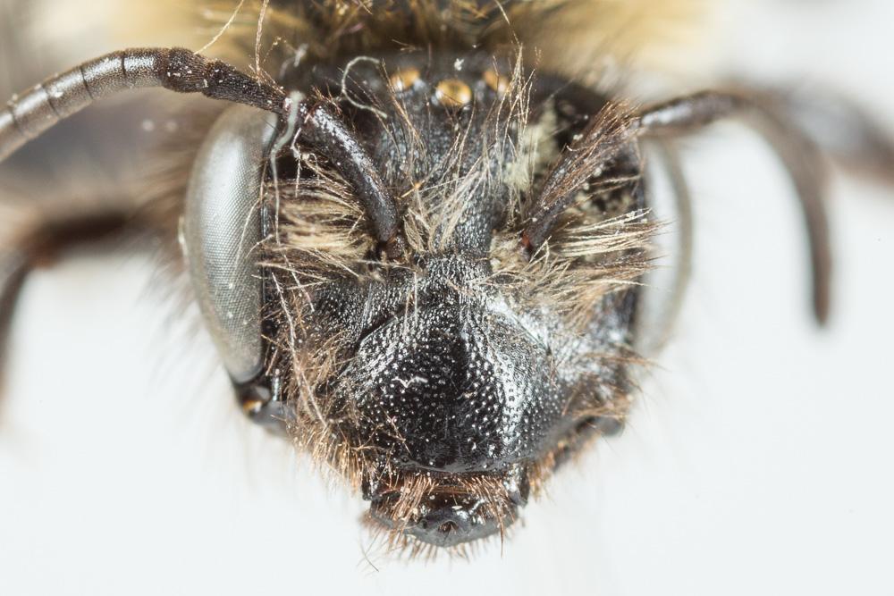 Andrena varians (Kirby, 1802)