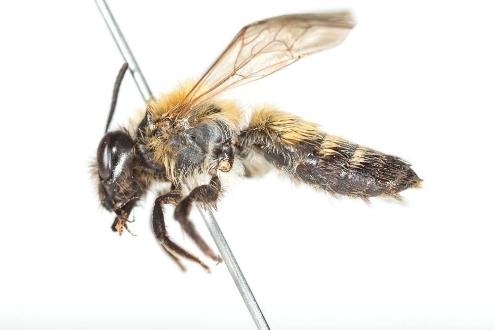Andrena synadelpha Perkins, 1914