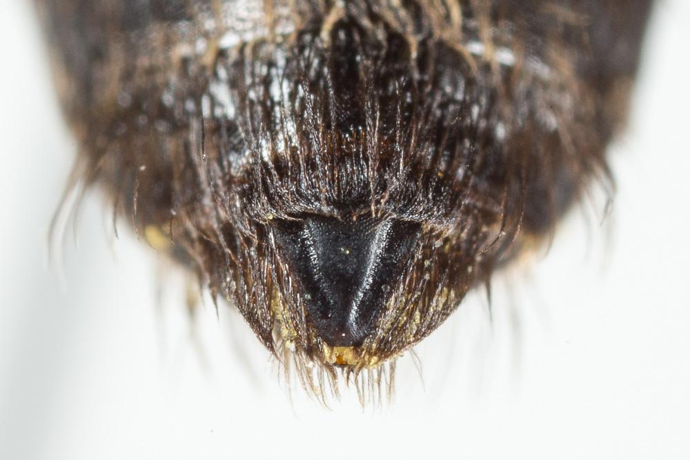 Andrena synadelpha Perkins, 1914