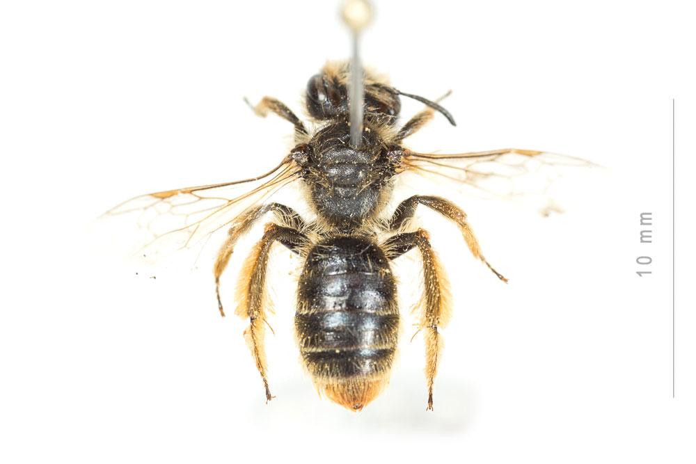 Andrena rhenana Stoeckhert, 1930