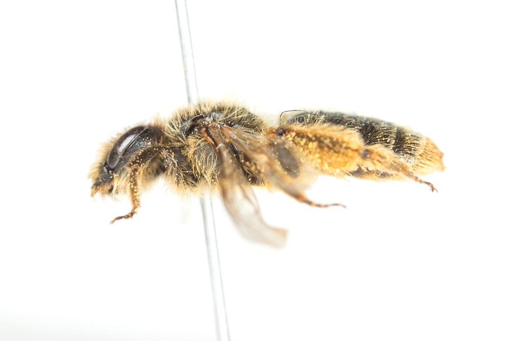 Andrena rhenana Stoeckhert, 1930