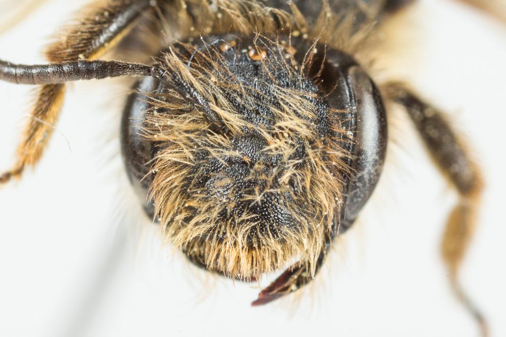 Andrena rhenana Stoeckhert, 1930