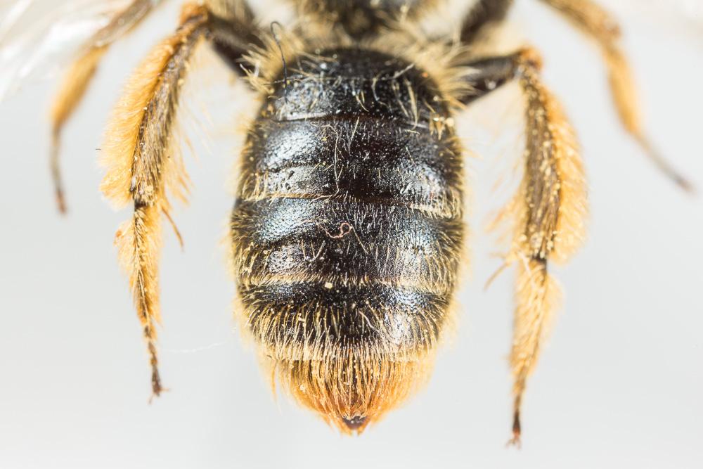 Andrena rhenana Stoeckhert, 1930