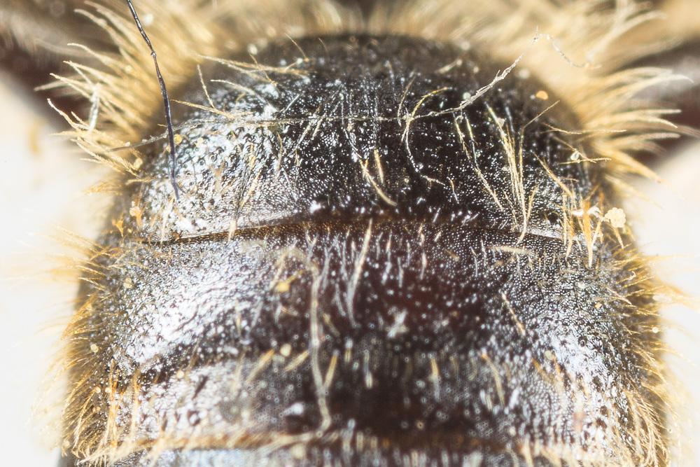  Andrena rhenana Stoeckhert, 1930